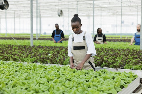 What's the Best Method for Building a Vertical Herb Garden in a Kitchen?